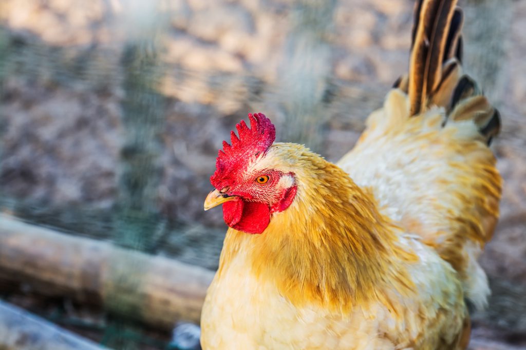 poule environnement somme picardie